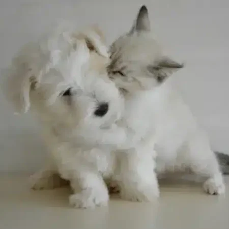 Optimal-Room-Temperature-1 A fluffy white puppy and a light-colored kitten are shown together.